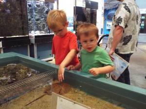 Checking out the horseshoe crabs in the touch tank.
