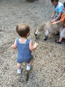 The petting zoo was my favorite.  Baby plus baby goats!  Augh!  