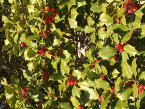 Pretty holly in the trees