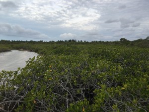 Mangroves as far as the eye can see