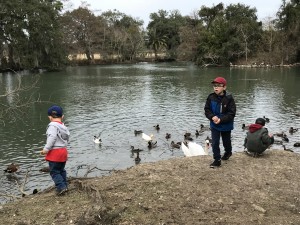 Duck feeding on a chilly Nola day
